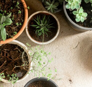 Decoração com plantas: dicas para a sua casa